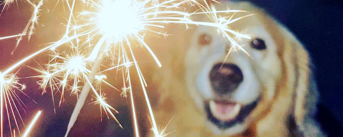 how to keep your dog calm during fireworks