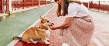 Ways your dog makes you healthier