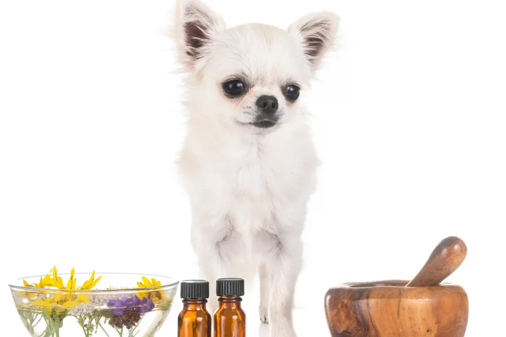 flower essence for dogs
