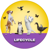lifecycle